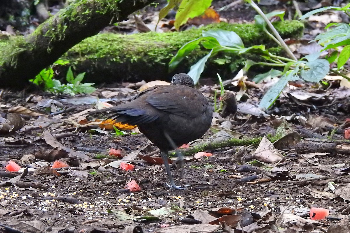 Bronze-tailed Peacock-Pheasant - ML625379780