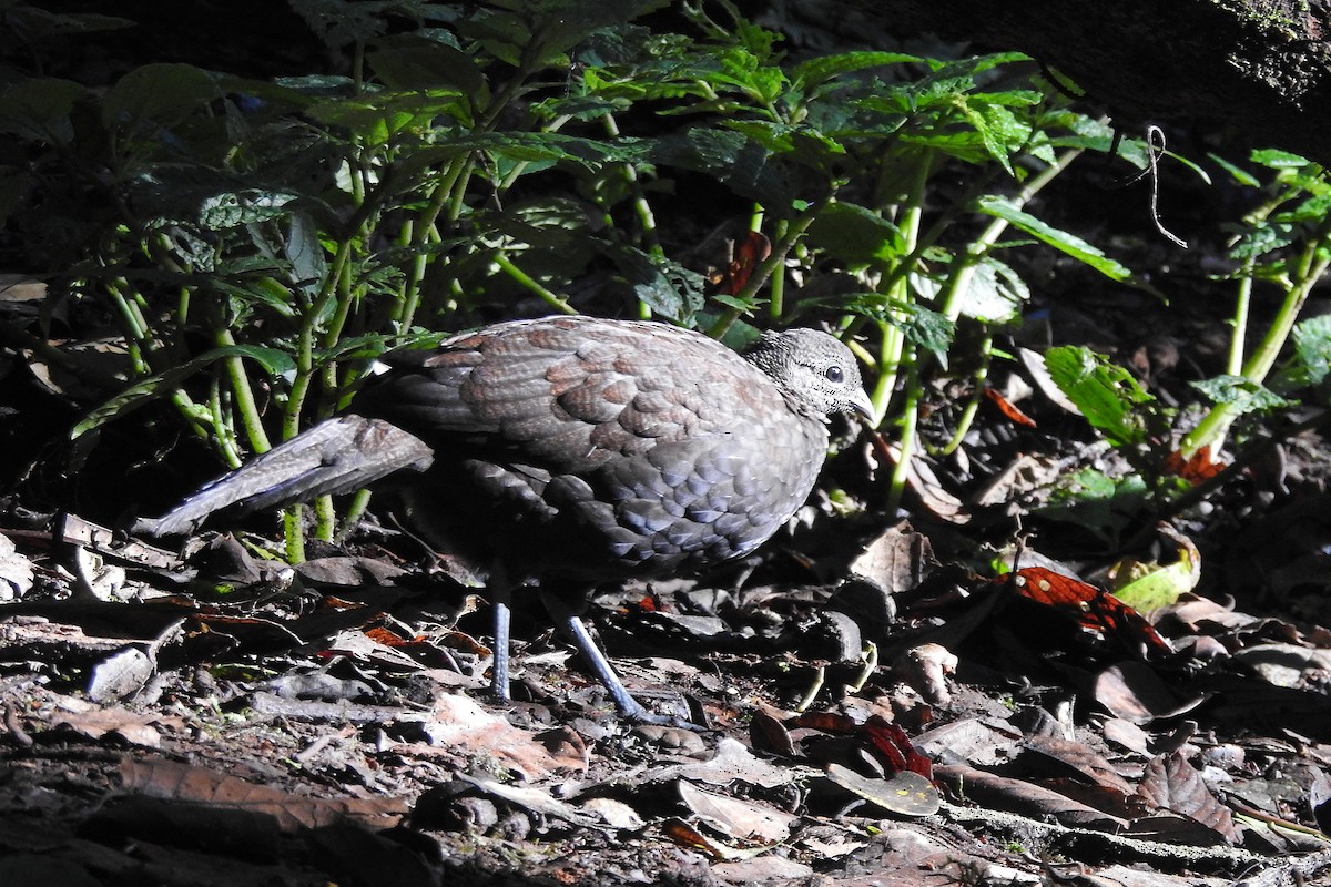 Bronze-tailed Peacock-Pheasant - ML625379781