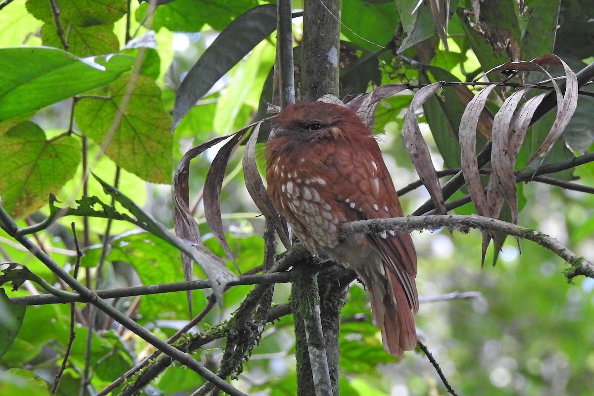 Sumatran Frogmouth - ML625379804