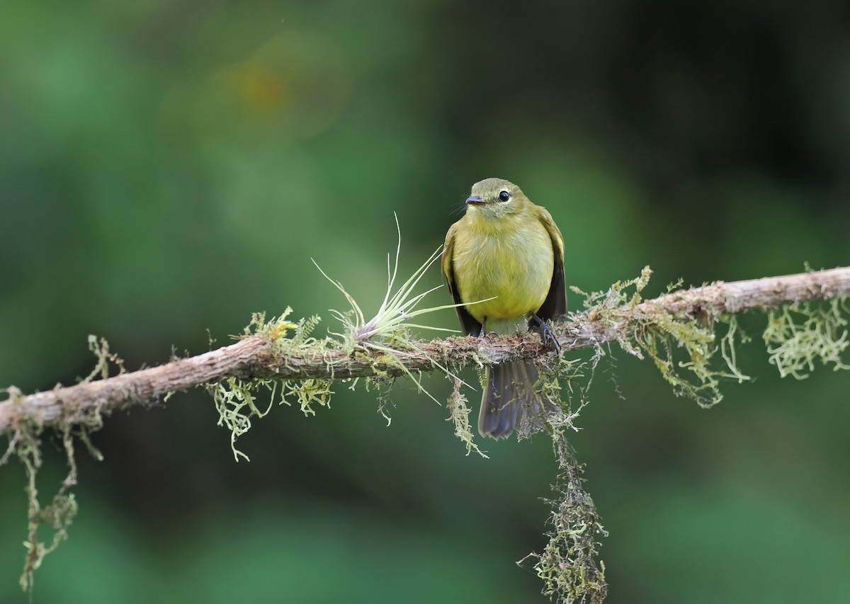 Flavescent Flycatcher - ML625379806