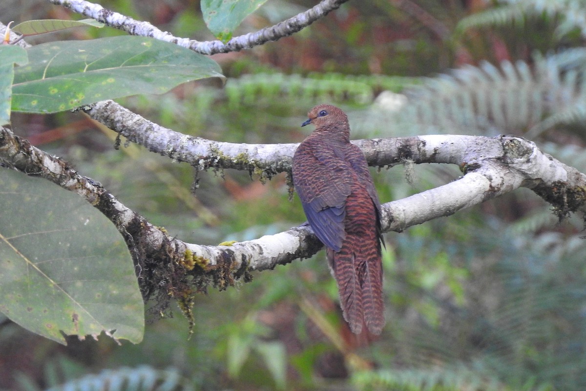 Barred Cuckoo-Dove - ML625379904