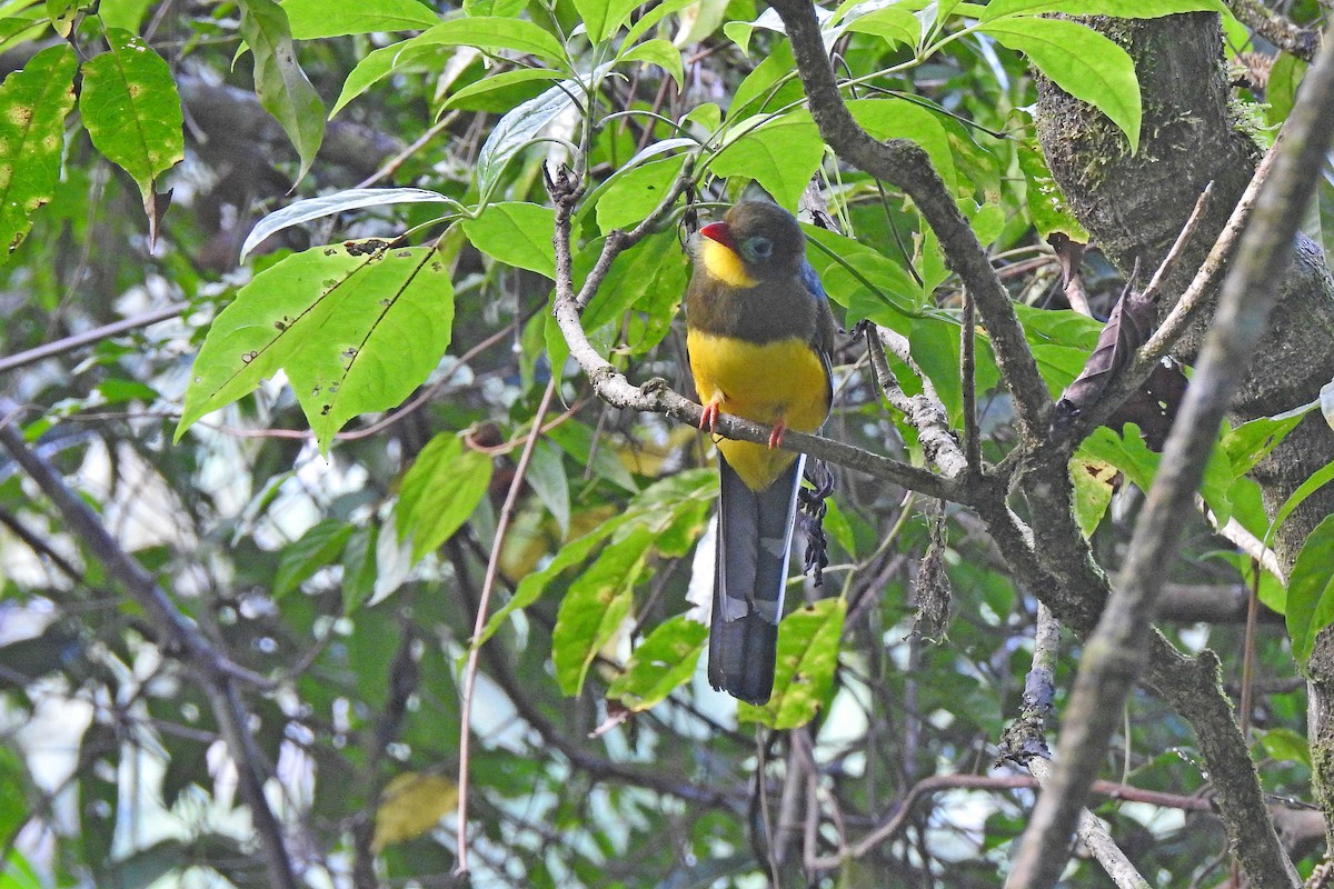 trogon sumaterský - ML625379943