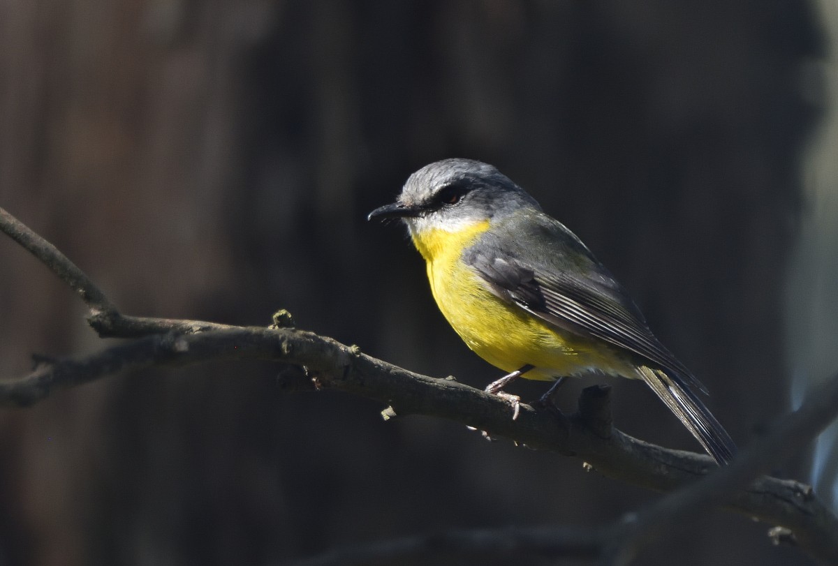 Eastern Yellow Robin - ML625380146