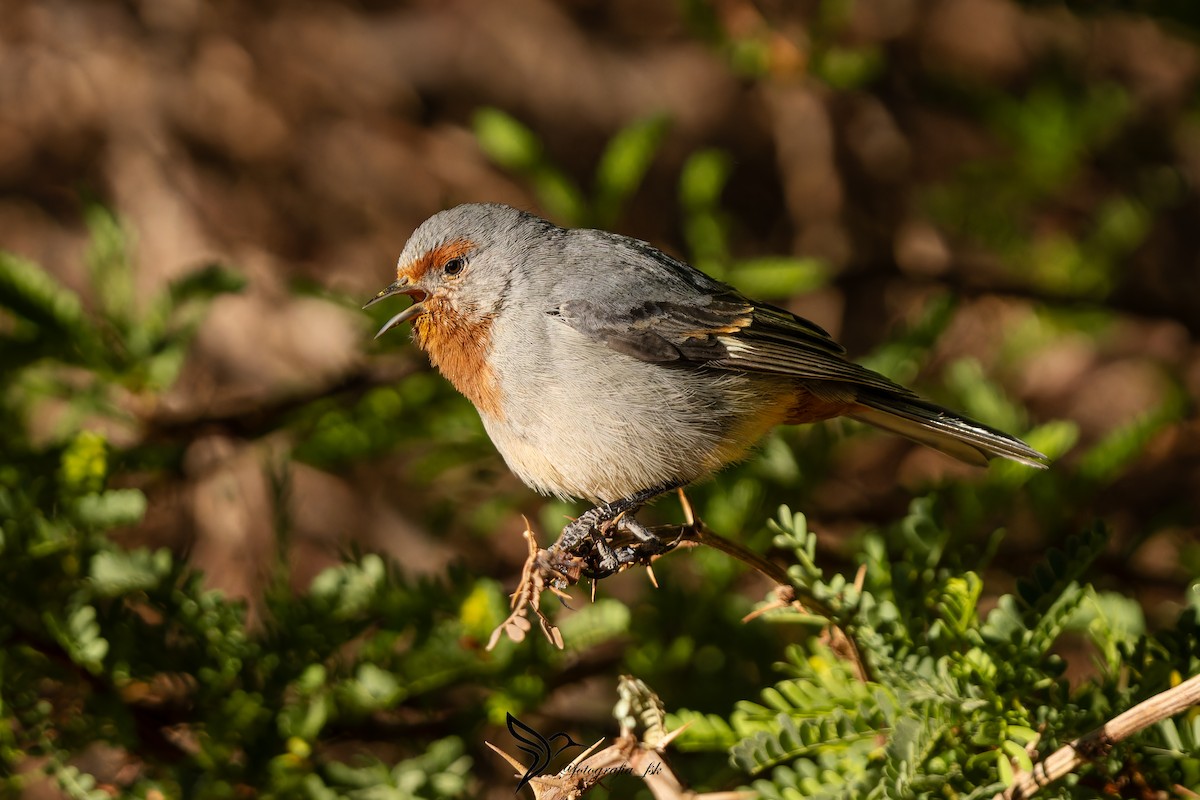 Tamarugo Conebill - ML625380153