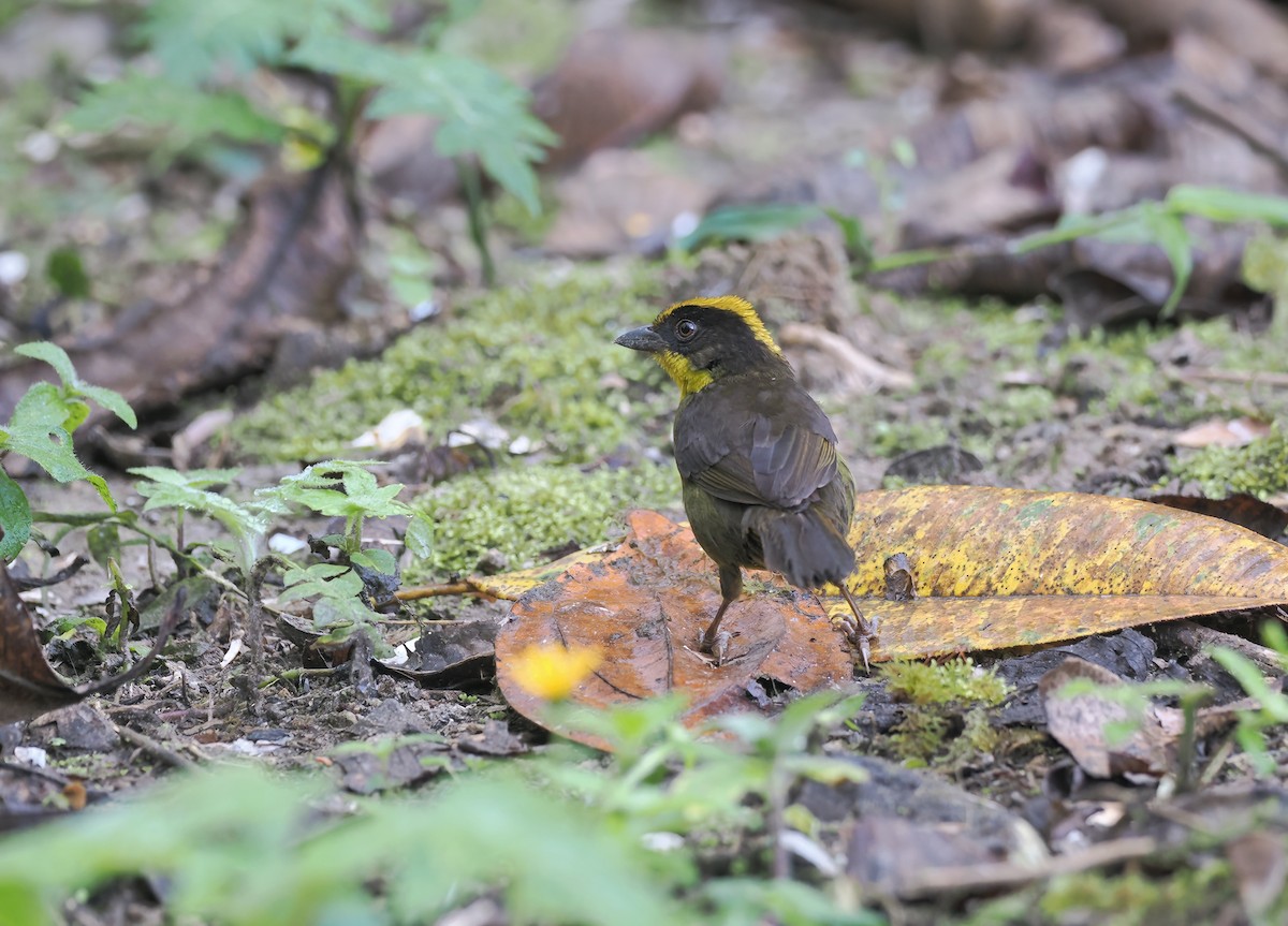 Choco Brushfinch - ML625380185