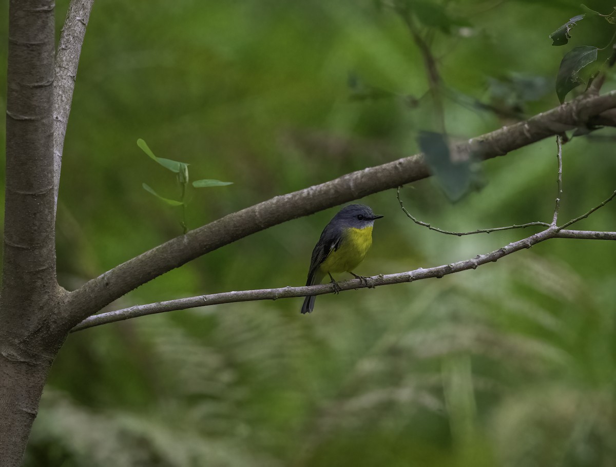 Eastern Yellow Robin - ML625380197