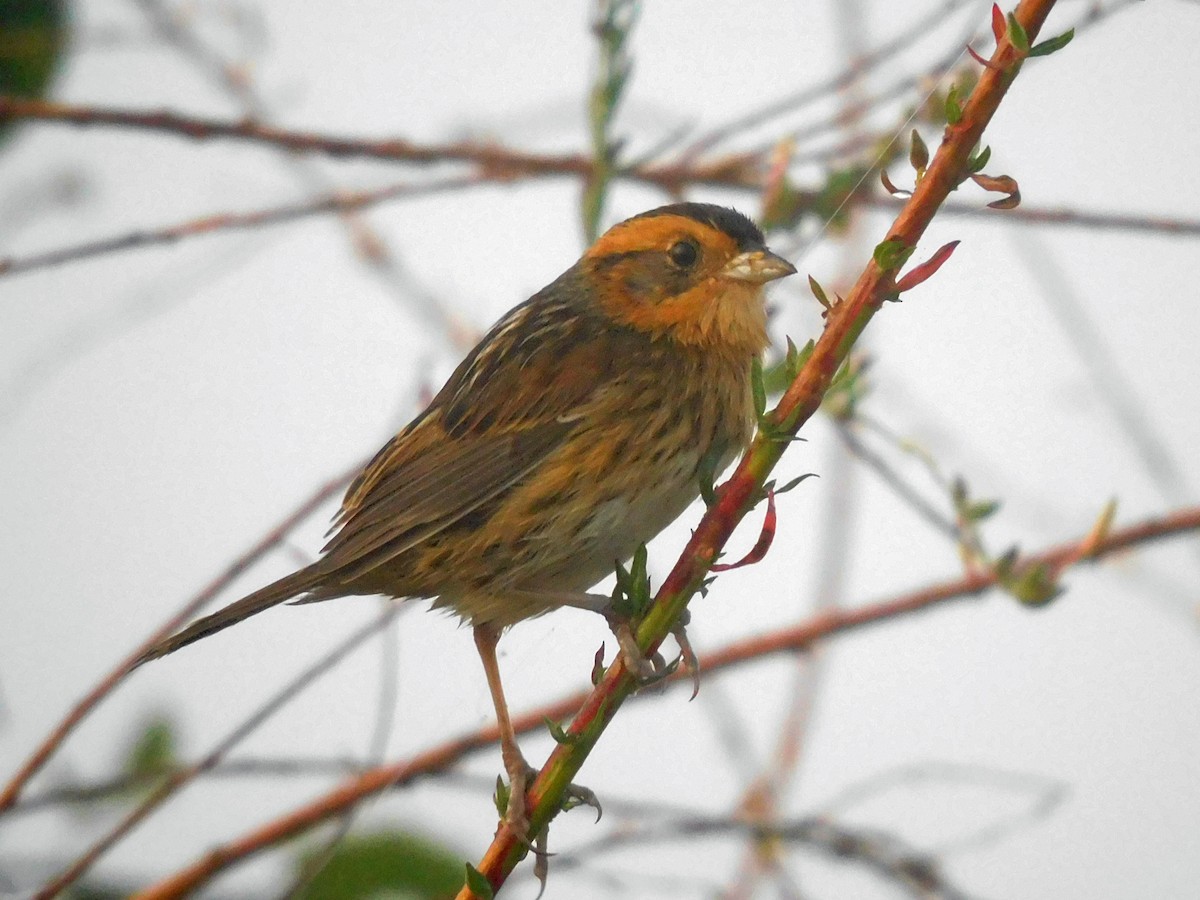 Nelson's Sparrow - ML625380243