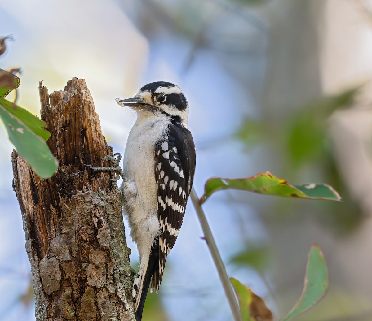 Downy Woodpecker (Eastern) - ML625380256
