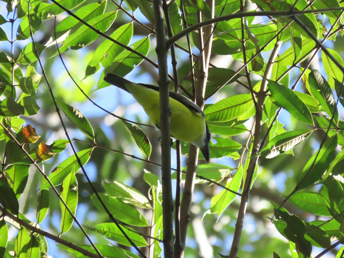 Boat-billed Flycatcher - ML625380268