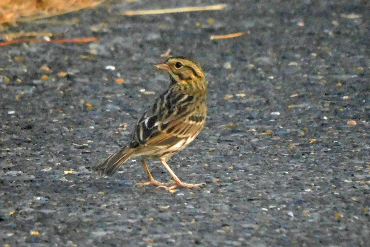 Savannah Sparrow - ML625380269