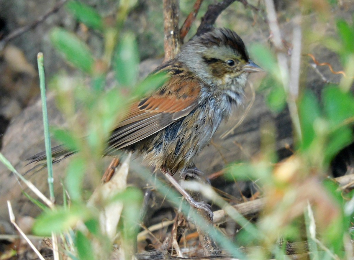 Swamp Sparrow - Kathy Rhodes