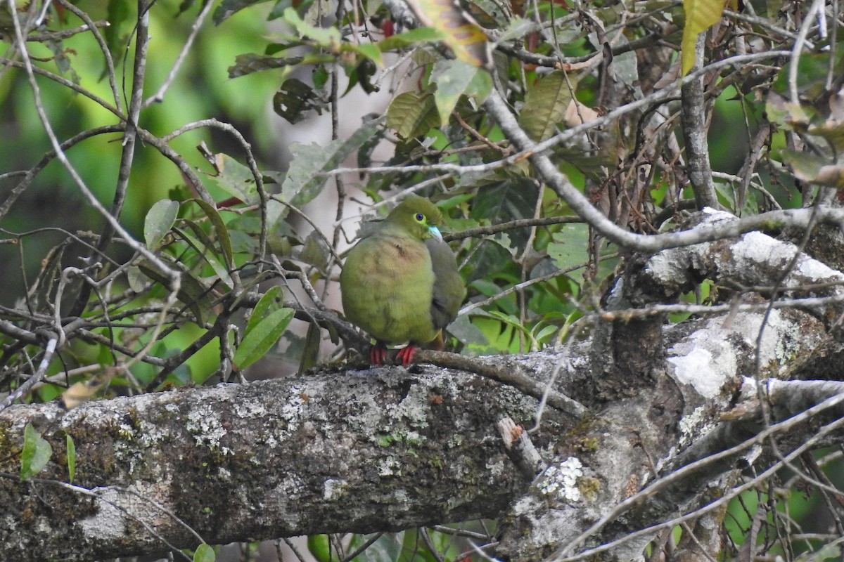 Sumatran Green-Pigeon - ML625380368