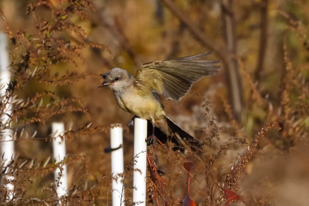 Western Kingbird - ML625380405