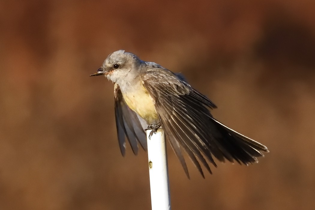 Western Kingbird - ML625380414
