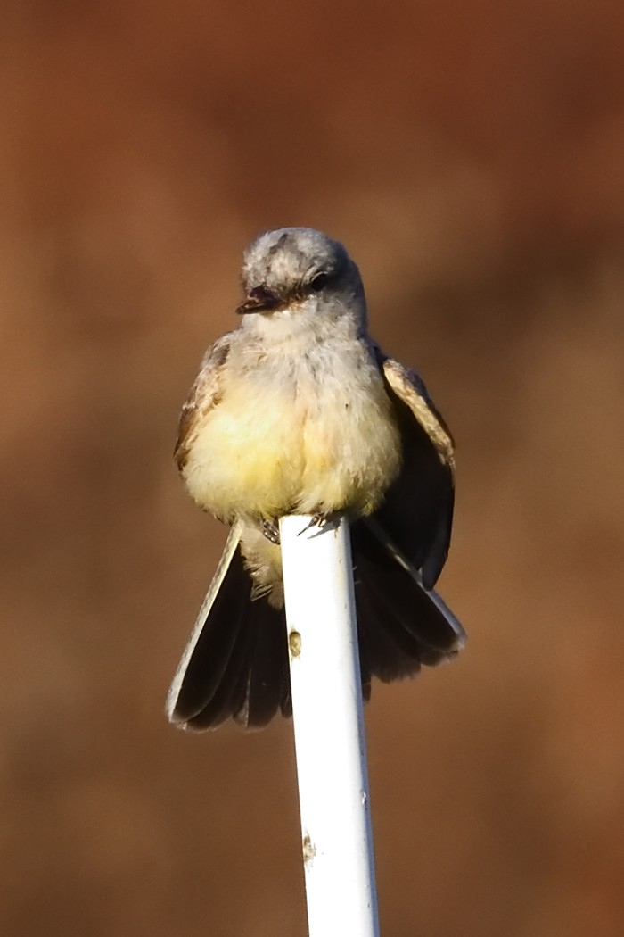 Western Kingbird - ML625380419