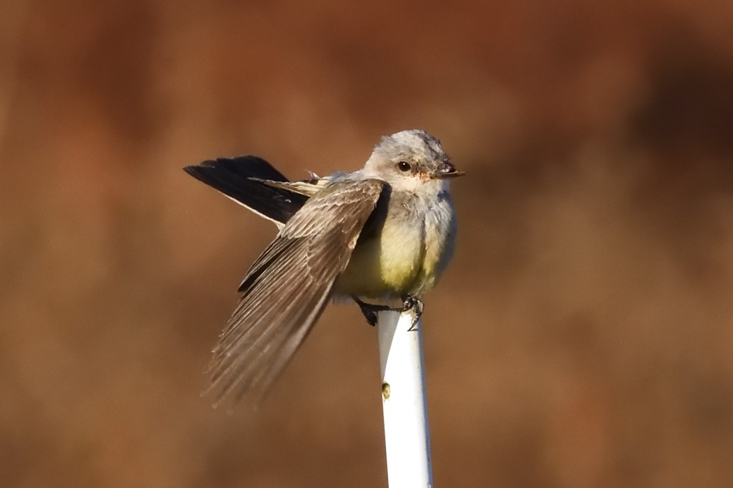 Western Kingbird - ML625380423