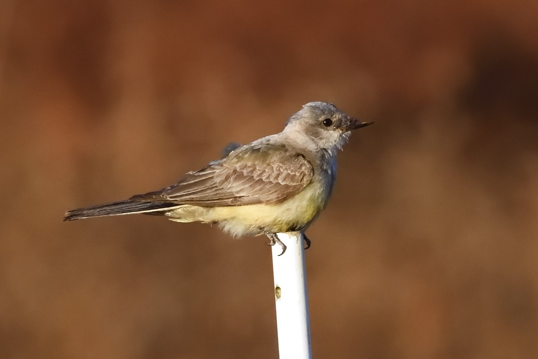 Western Kingbird - ML625380428