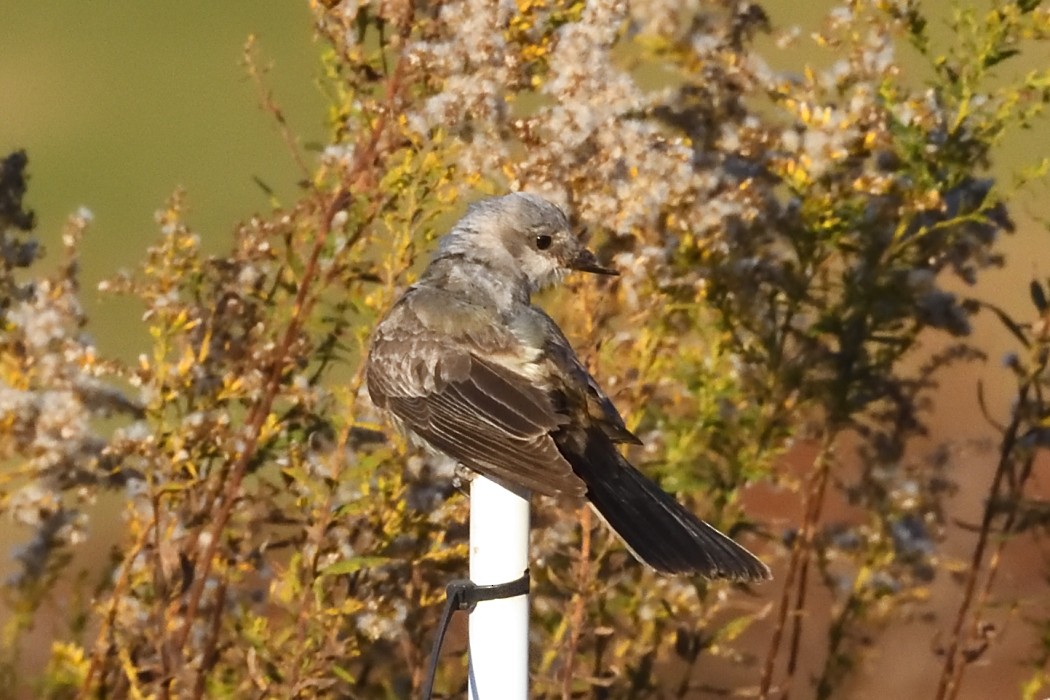 Western Kingbird - ML625380429