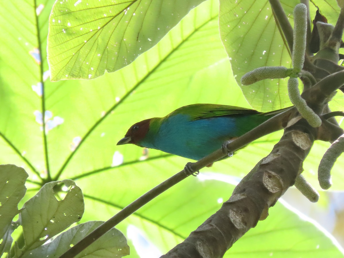 Bay-headed Tanager - ML625380473