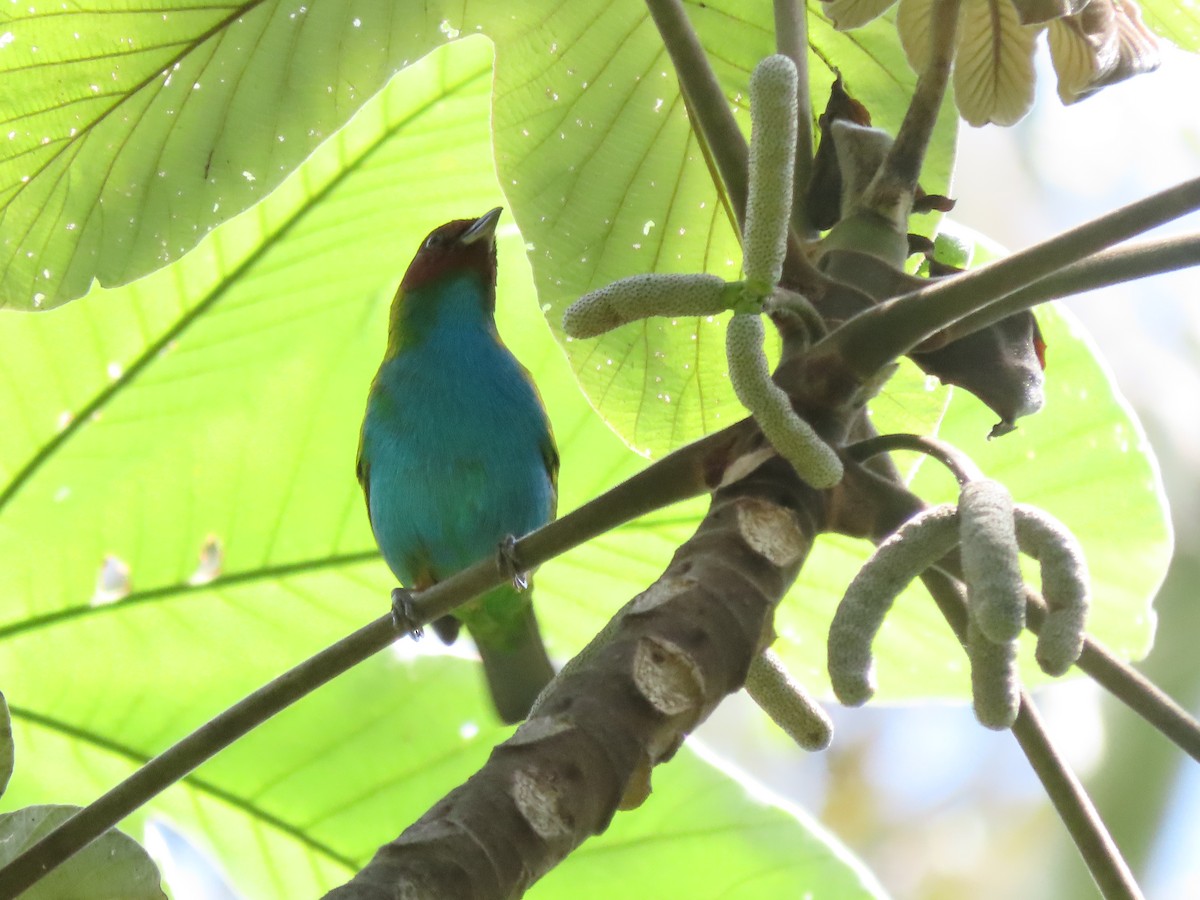 Bay-headed Tanager - ML625380474