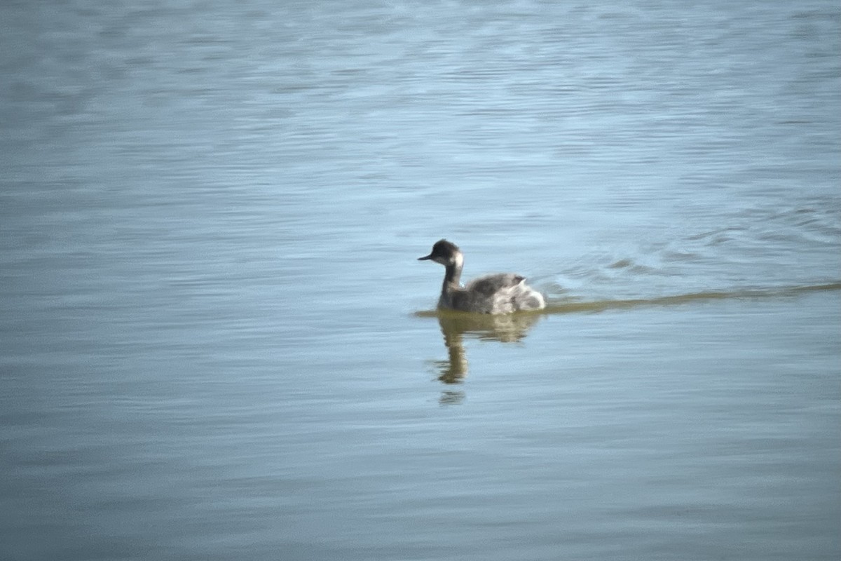 Eared Grebe - ML625380789