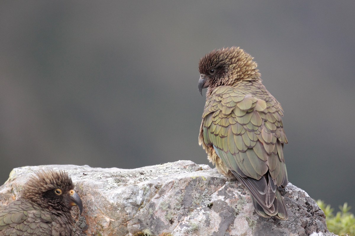 Кеа - ML625380929