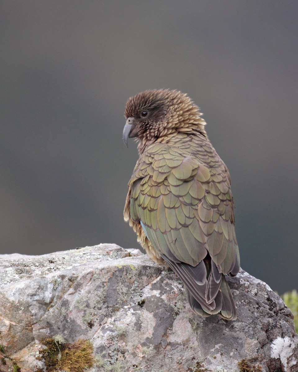 Кеа - ML625380934