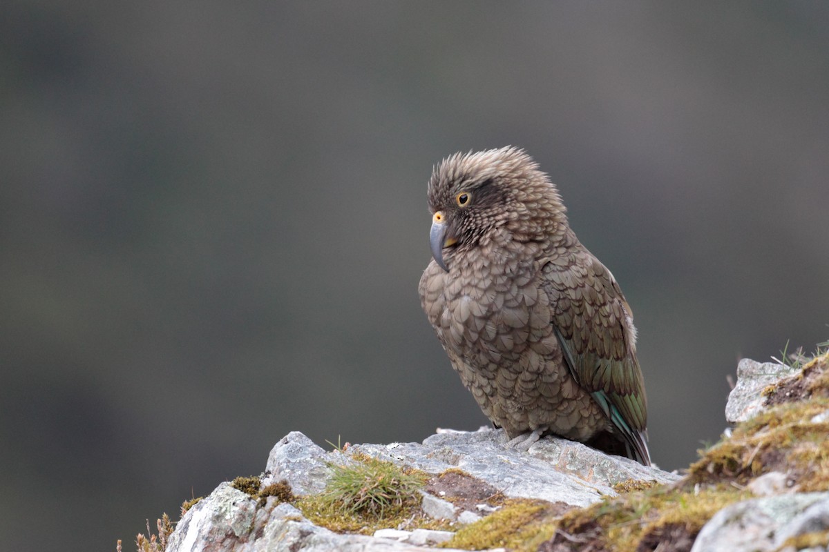 Кеа - ML625380941