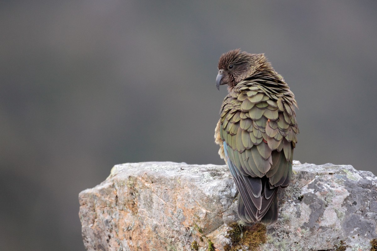 Кеа - ML625380948