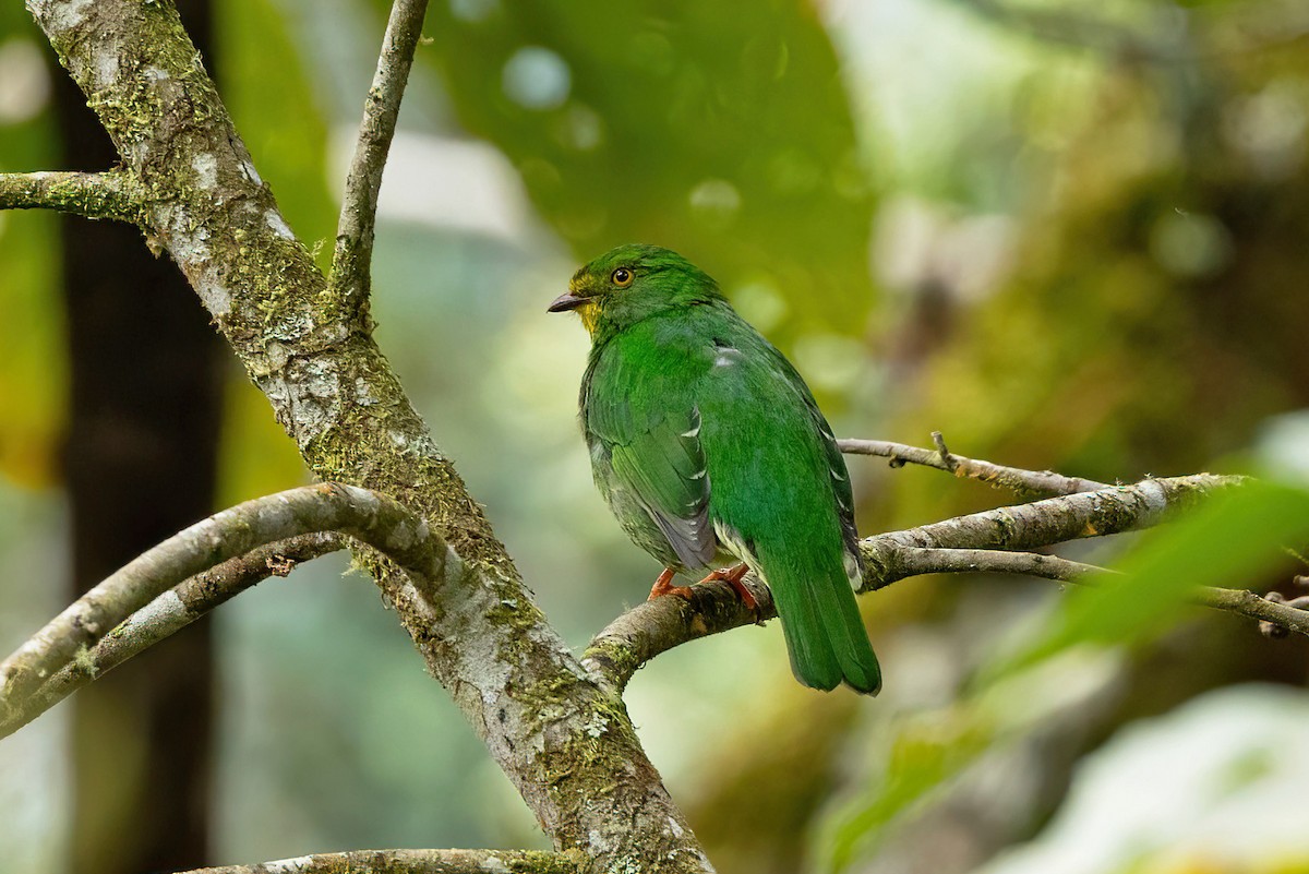 Scarlet-breasted Fruiteater - ML625381008