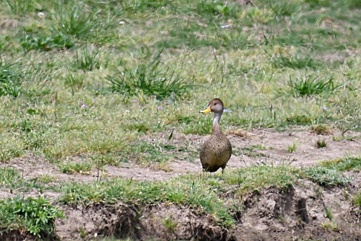 Yellow-billed Pintail - ML625381084