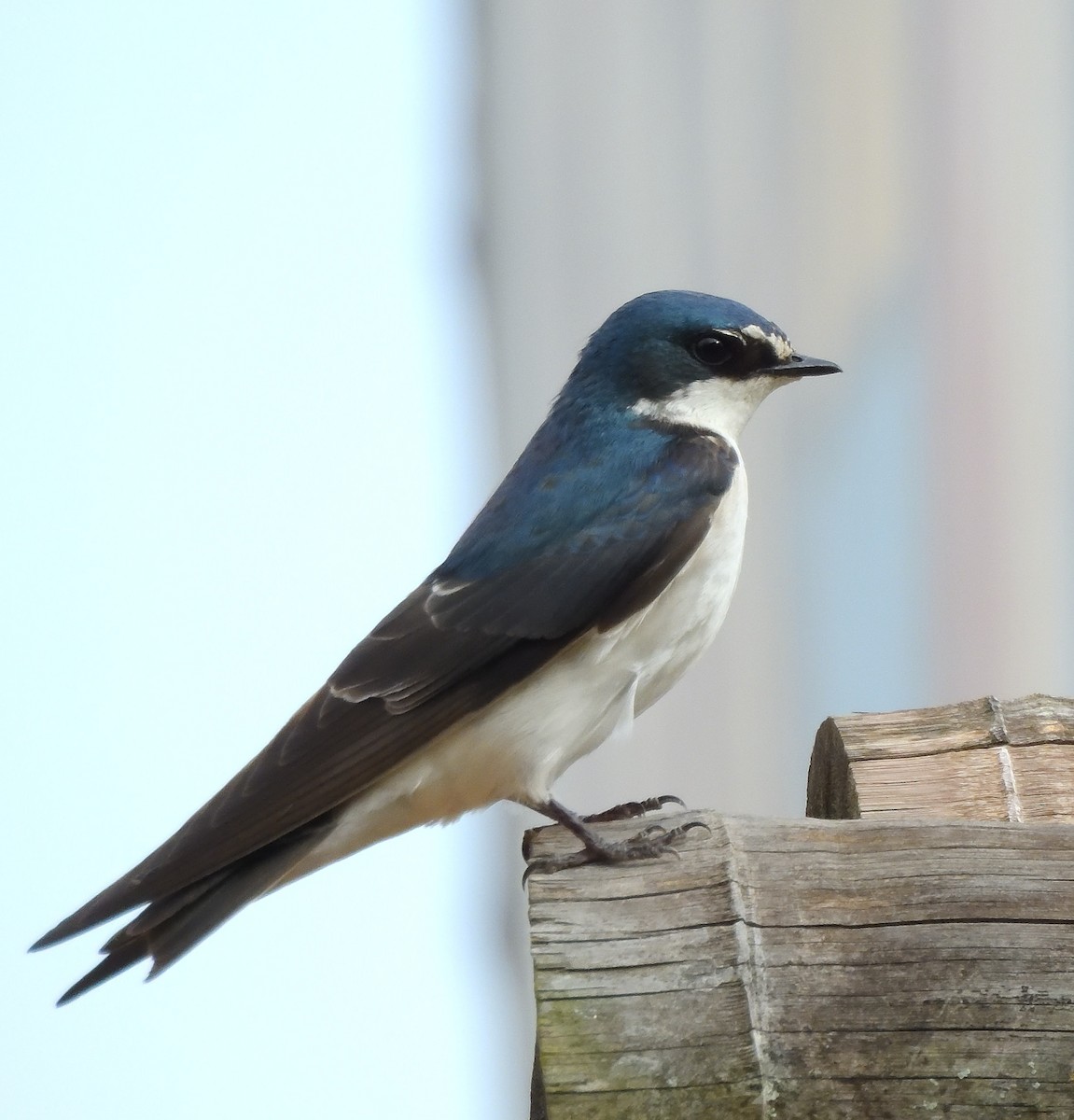 White-rumped Swallow - ML625381090