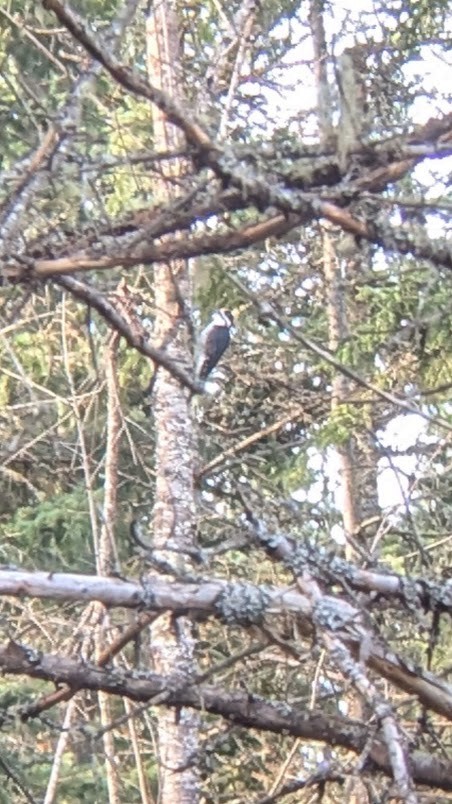 Black-backed Woodpecker - ML625381109