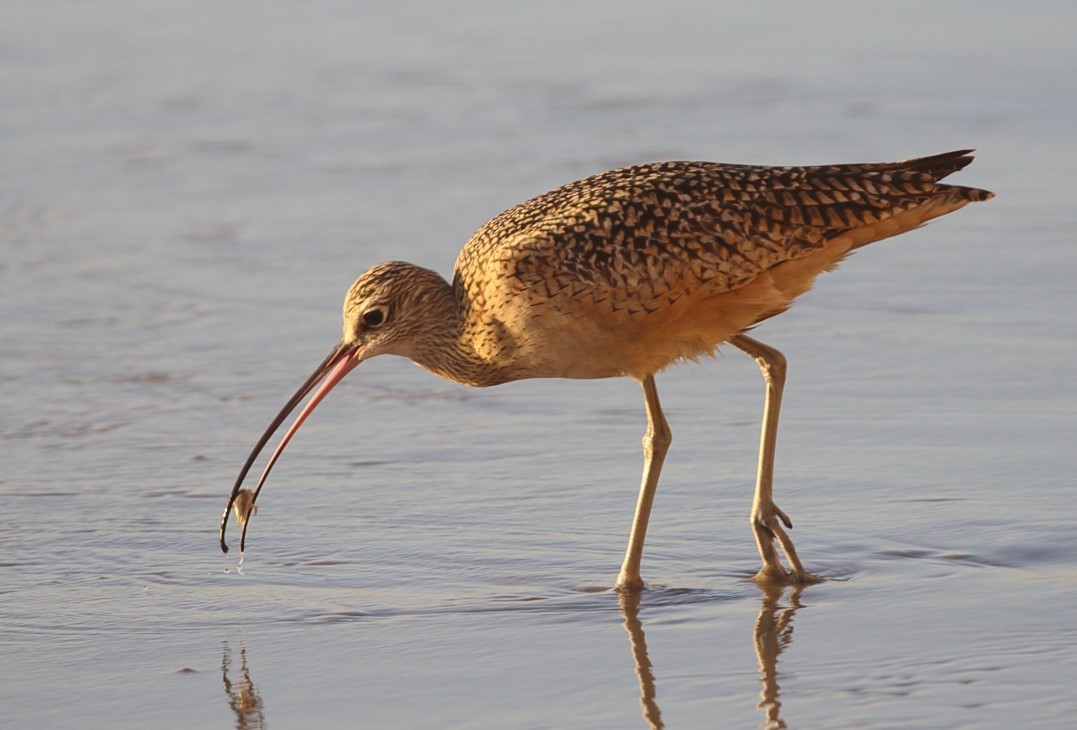 Long-billed Curlew - C. Jackson