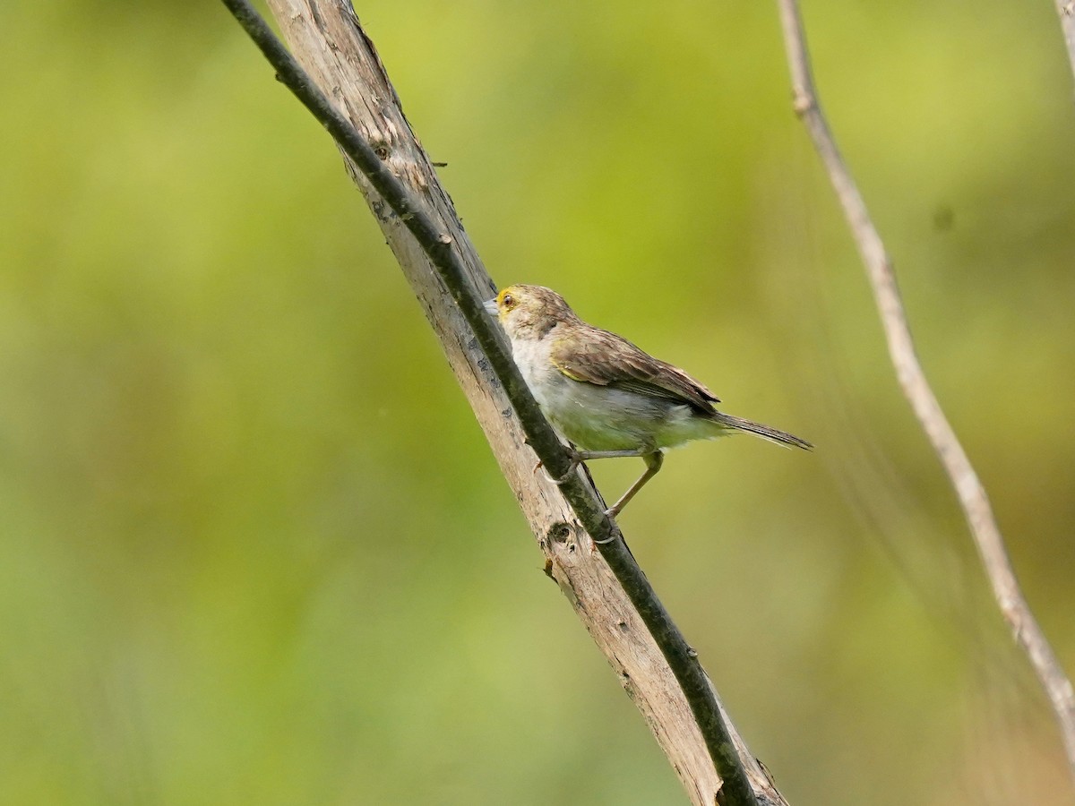 Yellow-browed Sparrow - ML625381268