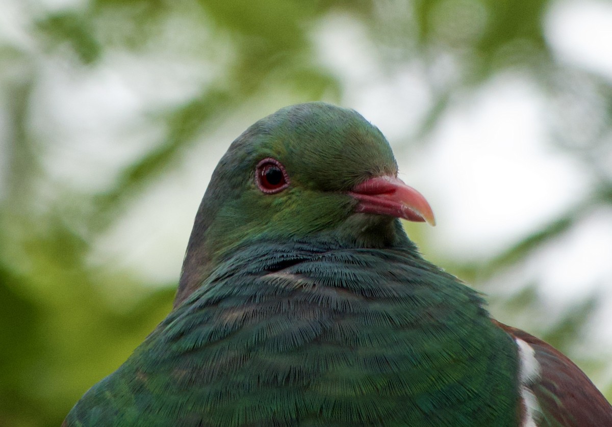 New Zealand Pigeon - Stephanie Neis