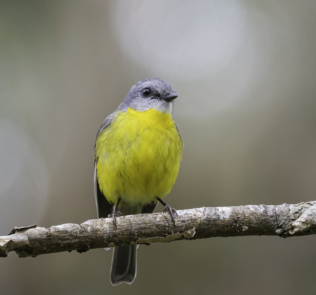 Eastern Yellow Robin - ML625381355