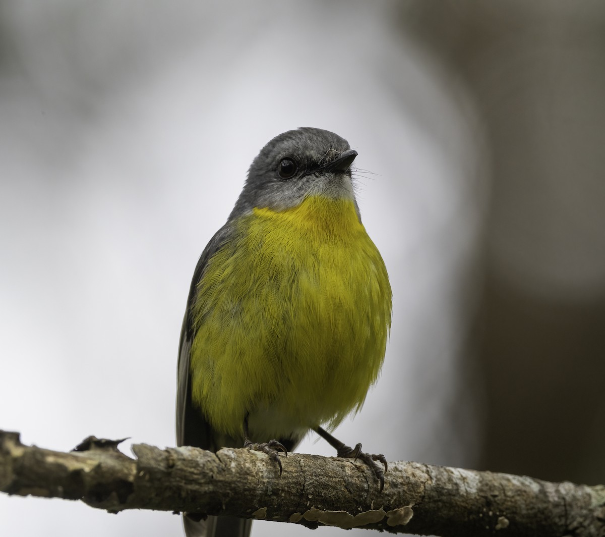 Eastern Yellow Robin - ML625381356