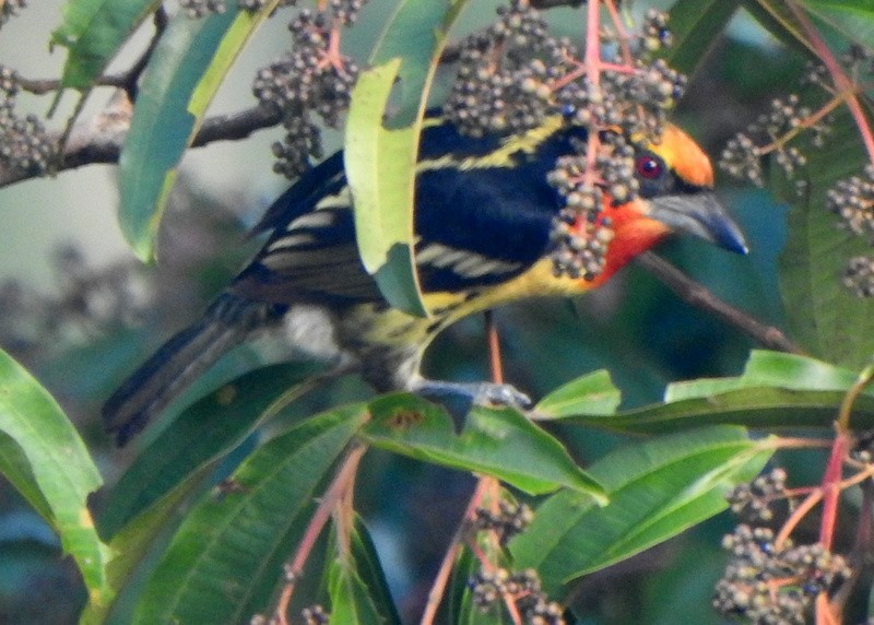 Gilded Barbet - ML625381400