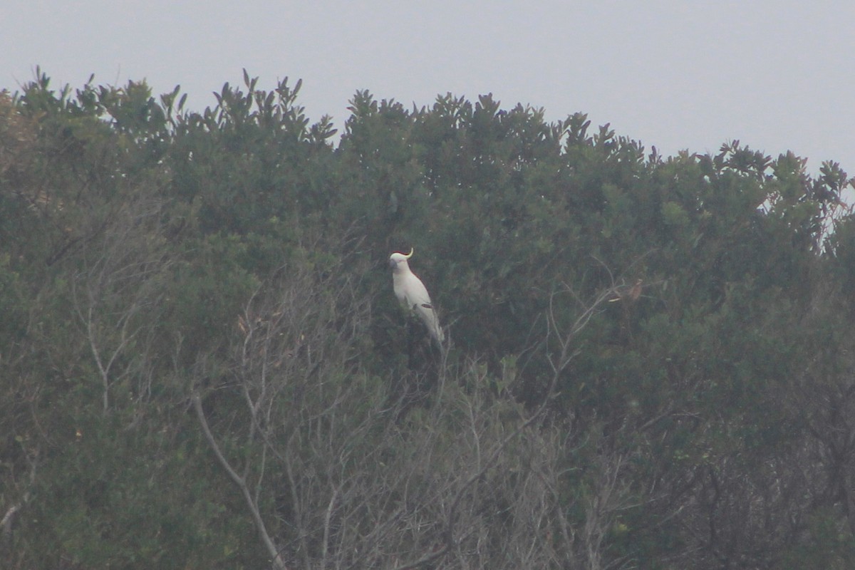 Sulphur-crested Cockatoo - ML625381411