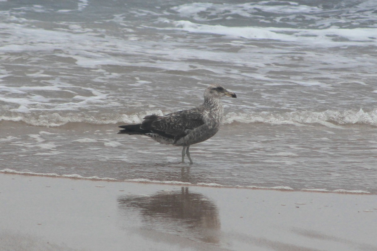 Kelp Gull - ML625381414