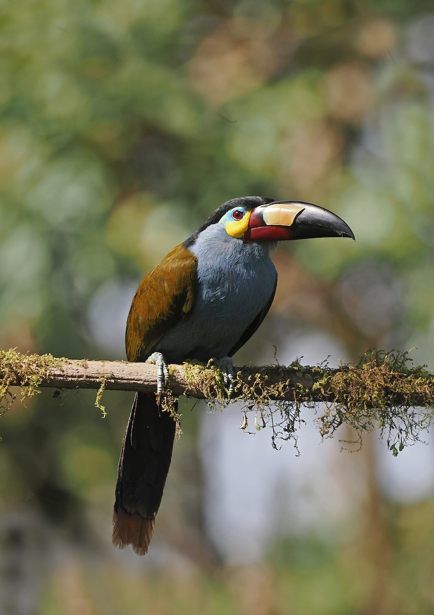 Plate-billed Mountain-Toucan - ML625381439