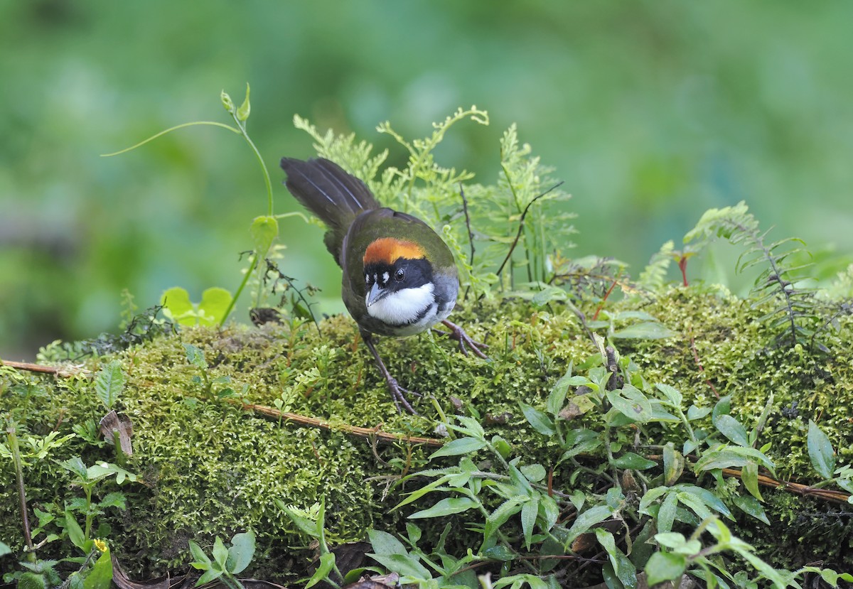 Chestnut-capped Brushfinch (Chestnut-capped) - ML625381455