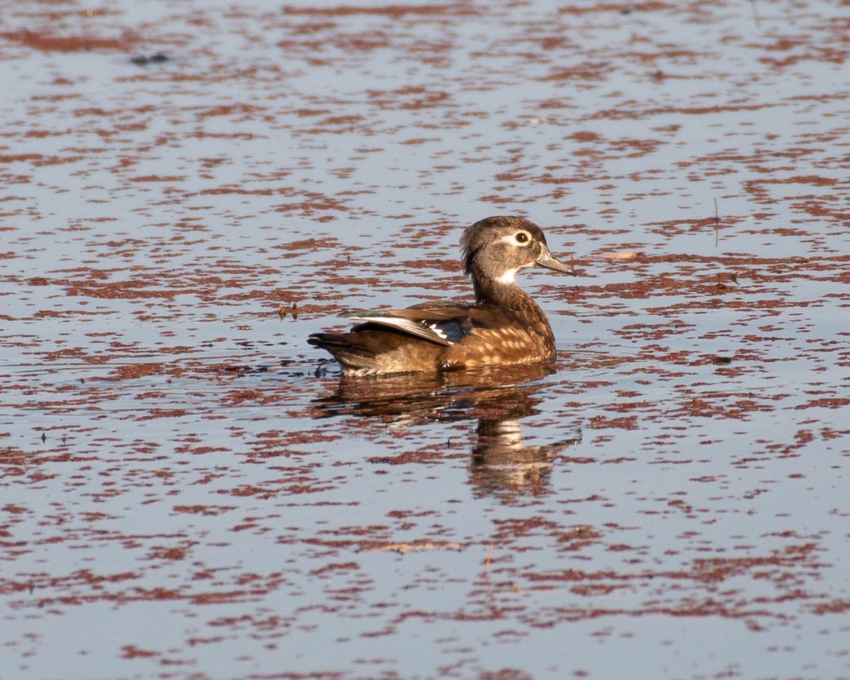 Wood Duck - ML625381469