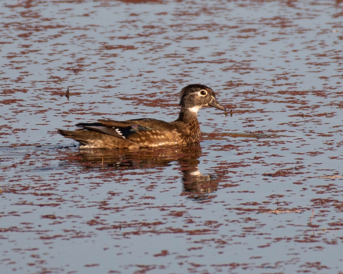 Wood Duck - ML625381470