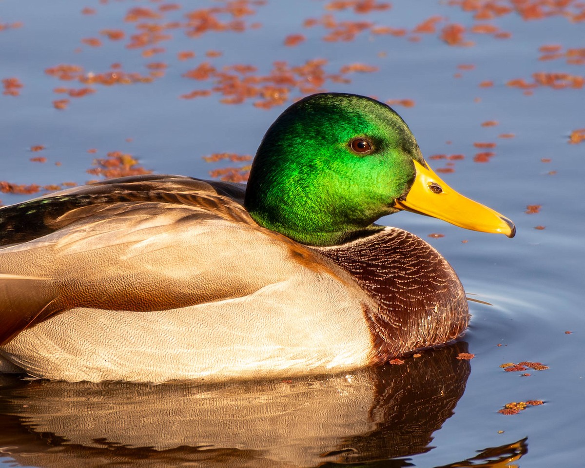 Mallard - Andrew Nasuti