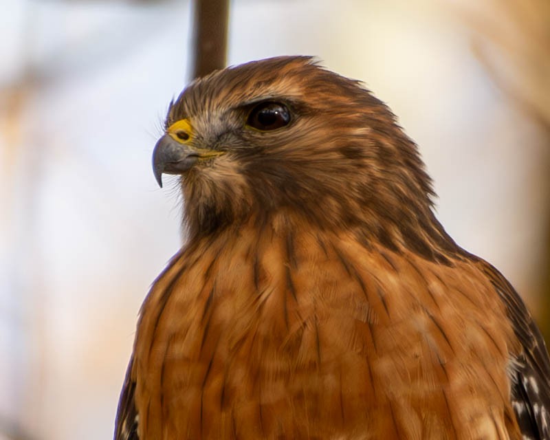 Red-shouldered Hawk - ML625381486