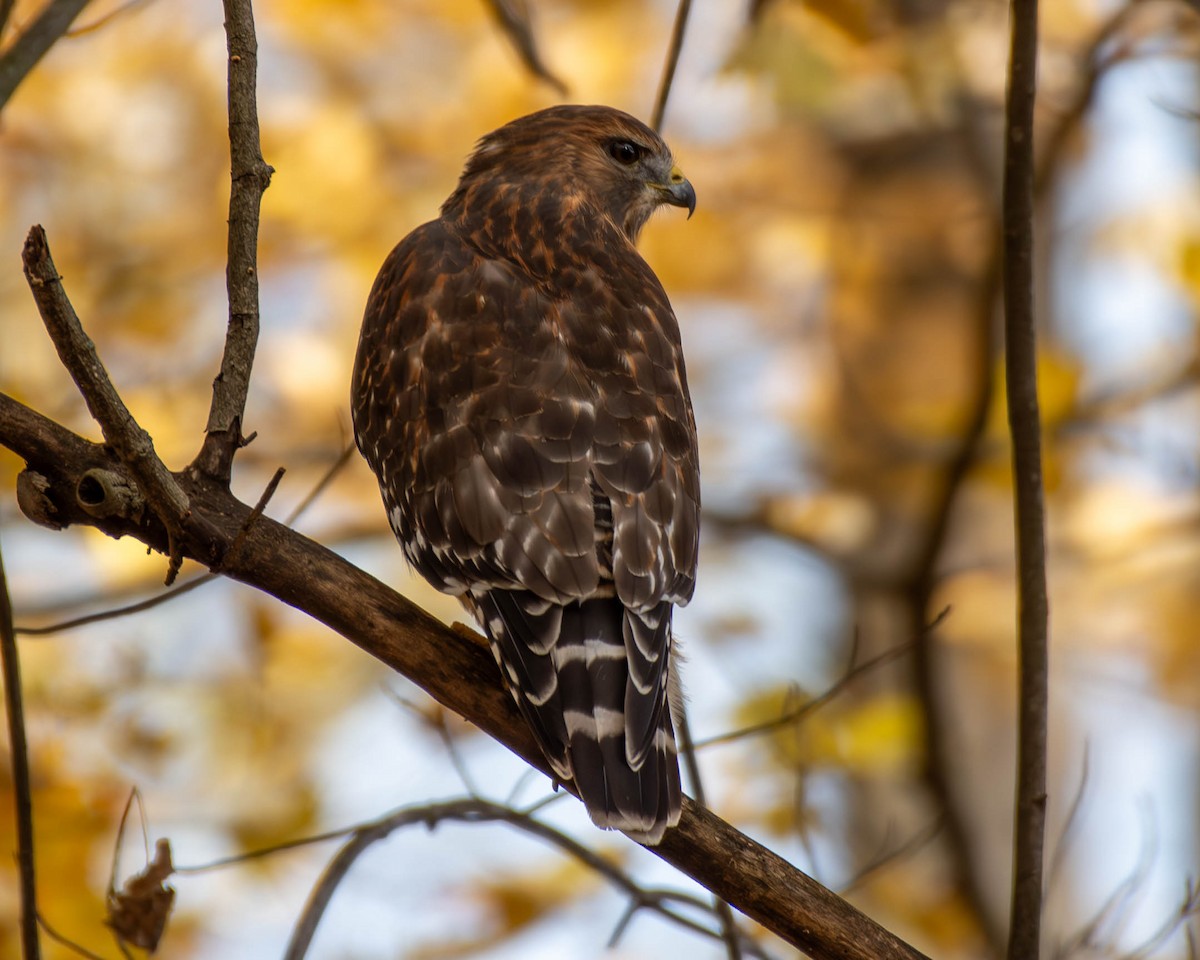 Red-shouldered Hawk - ML625381487