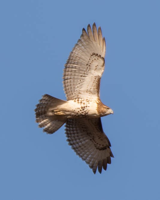 Red-tailed Hawk - ML625381503