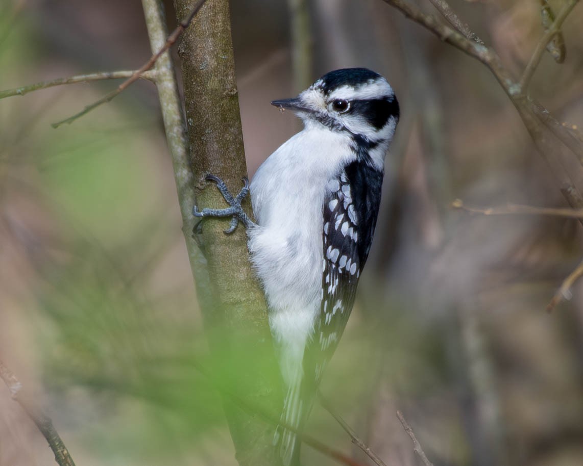 Downy Woodpecker - ML625381513